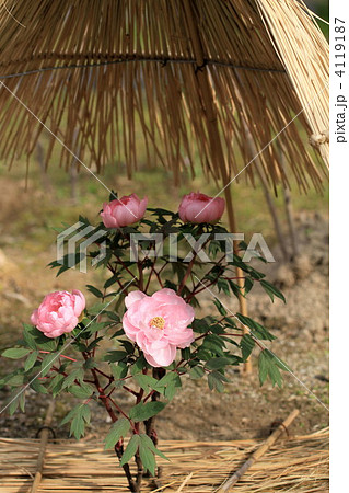 箱崎宮の冬牡丹 箱崎宮の冬牡丹 4119187