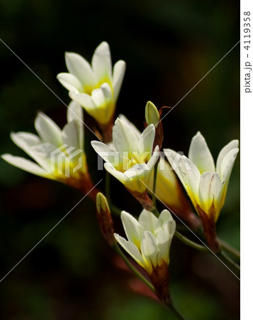 トリトニア トリトニア 4119358