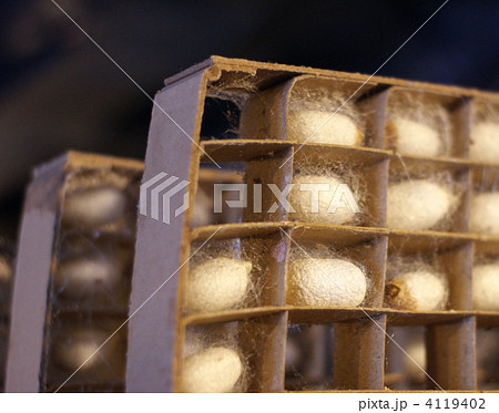 蚕のまゆ 蚕のまゆ 4119402