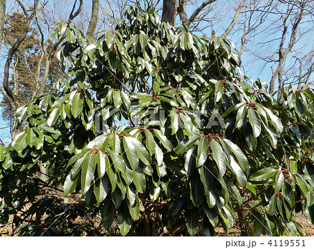 ユズリハ(譲り葉) ユズリハ(譲り葉) 4119551