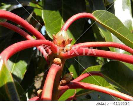 ユズリハ（譲り葉） 4119554