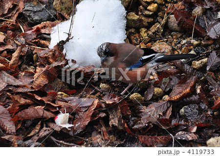 カケス カケス 4119733