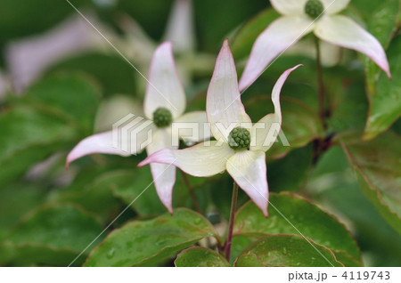 ヤマボウシ ヤマボウシ 4119743