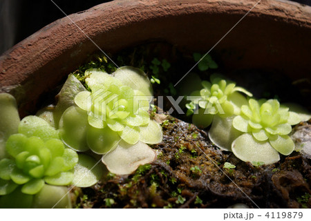 食虫植物メキシカンピンギキュラ 4119879