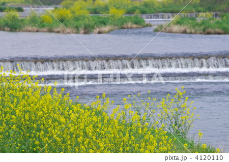 カラシナ 4120110