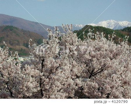 南アルプスの白峰と高遠の桜 4120790