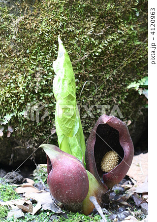 ザゼンソウ 4120963