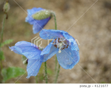 五竜岳　青いケシ 4121077