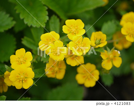 五竜岳　ミヤマキンバイ 4121083