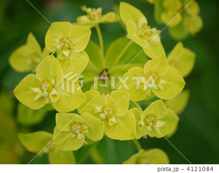 五竜岳　ハクサンタイゲキ 4121084