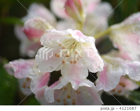 五竜岳 ハクサンシャクナゲ 五竜岳 ハクサンシャクナゲ 4121087