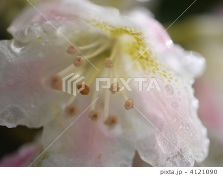 五竜岳　ハクサンシャクナゲ 4121090