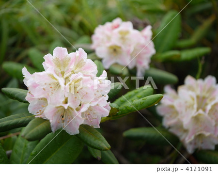 五竜岳 ハクサンシャクナゲ 五竜岳 ハクサンシャクナゲ 4121091