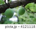 梅の実 4121118