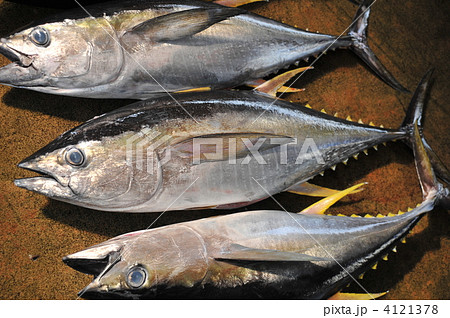 キハダマグロ キハダマグロ 4121378