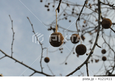 プラタナス 4121411