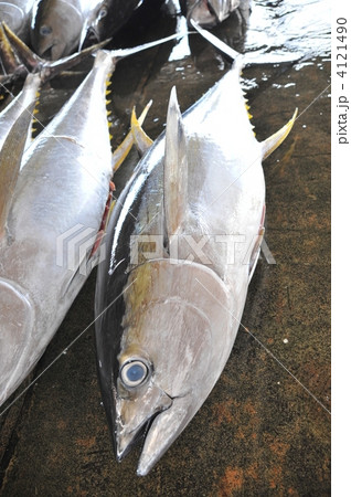 勝浦のマグロ 4121490