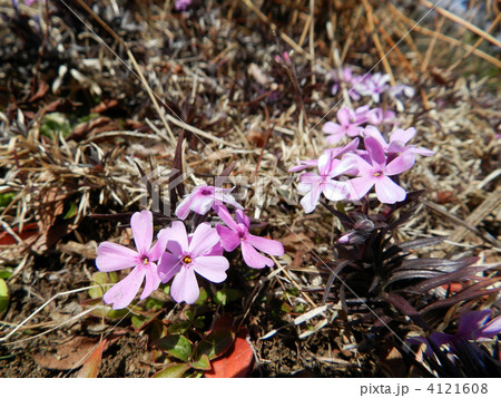 芝桜（オータムローズ） 4121608