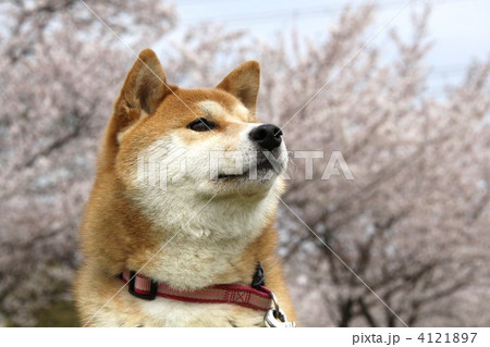 柴犬と桜 柴犬と桜 4121897