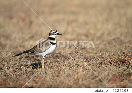 フタオビチドリ フタオビチドリ 4122193