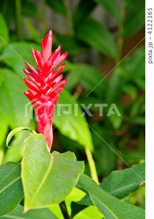 レッドジンジャー 4122365