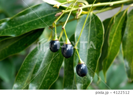 ヤブニッケイ果実 4122512