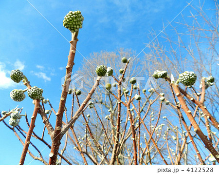 ミツマタのつぼみ 4122528