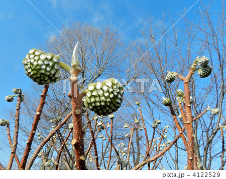 ミツマタのつぼみ 4122529