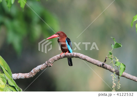 アオショウビン 4122532