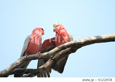 モモイロインコのつがい 4122658