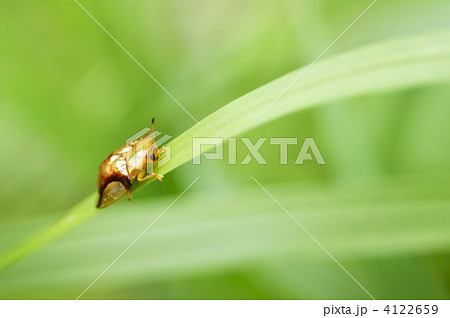 ジンガサハムシ 4122659