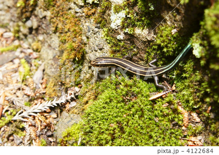 ニホントカゲ 4122684