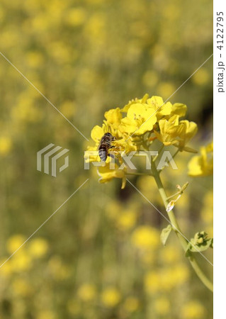 菜の花畑とミツバチ 4122795
