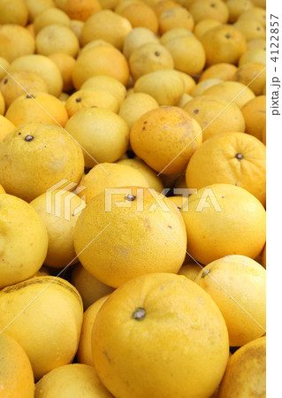 土佐文旦 4122857