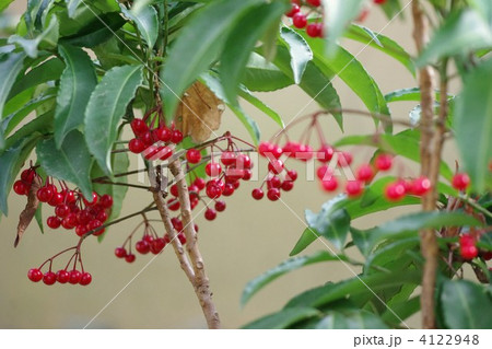 万両 万両 4122948