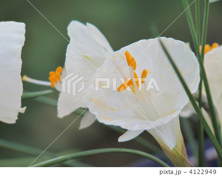 ナルキサス　ロミエウキシー アルビドゥス フォリオスス 4122949
