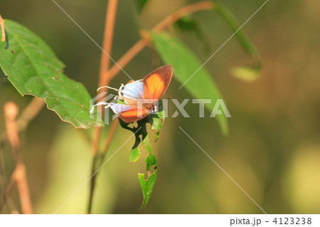 シジミチョウの1種 シジミチョウの1種 4123238