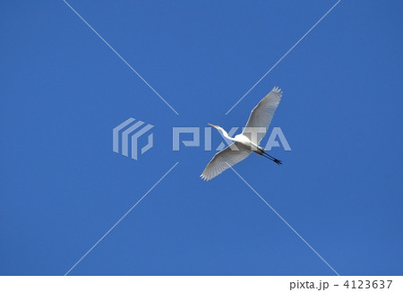 シラサギの飛翔 4123637