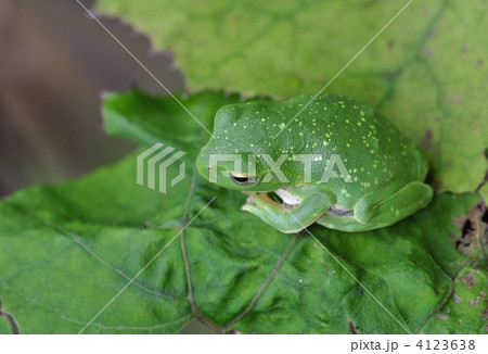 黄色い斑紋のある蛙 黄色い斑紋のある蛙 4123638
