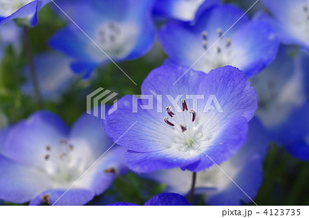 ネモフィラ 4123735