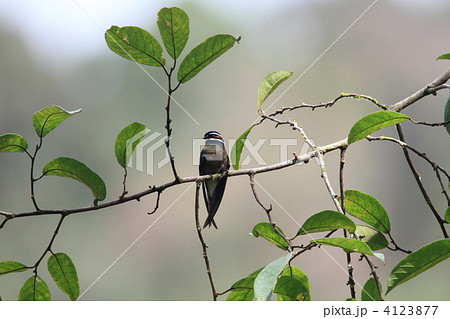 コシラヒゲカンムリアマツバメ コシラヒゲカンムリアマツバメ 4123877