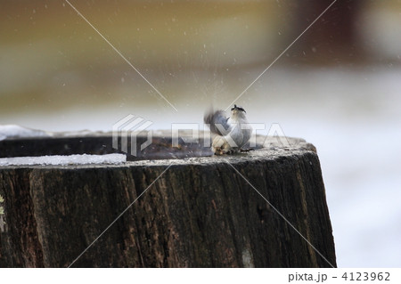 ゴジュウカラ ゴジュウカラ 4123962