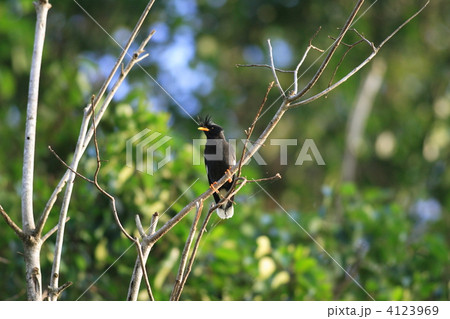 ジャワハッカ 4123969