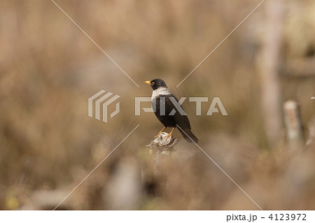 シロエリツグミ 4123972