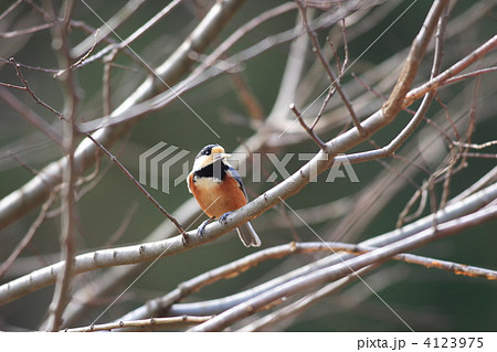 ヤマガラ 4123975