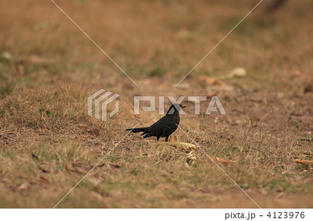 クロウタドリ 4123976