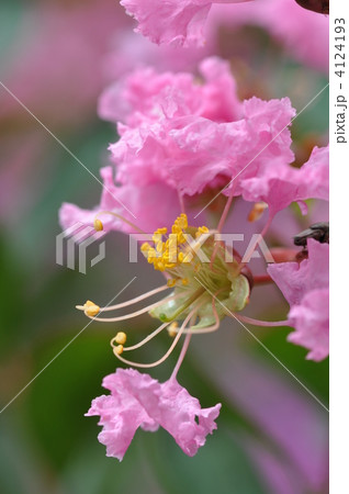 百日紅 百日紅 4124193