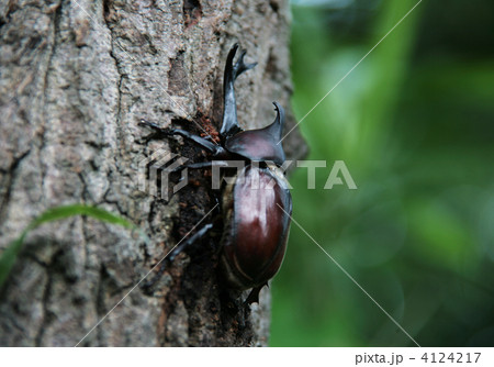 カブトムシ 4124217