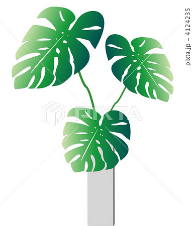 モンステラの葉鉢植え白鉢植え緑 ハワイのイラスト素材