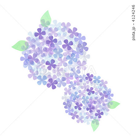 花 植物 紫陽花のイラスト素材
